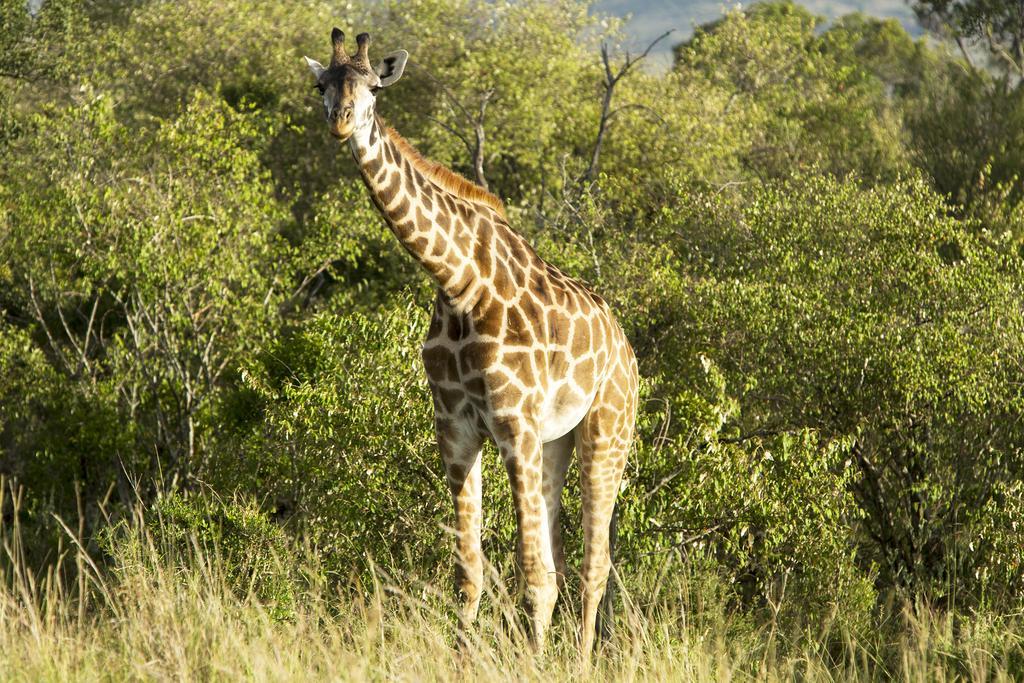 Mara Engai Lodge Lolgorien Экстерьер фото